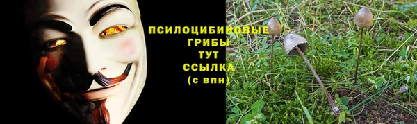 гашик Вяземский